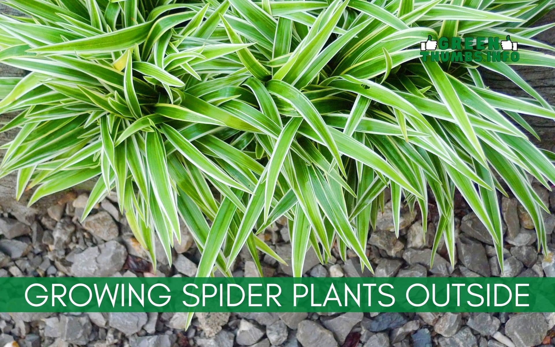 Read more about the article Growing Spider Plants Outside – The Ultimate Guide