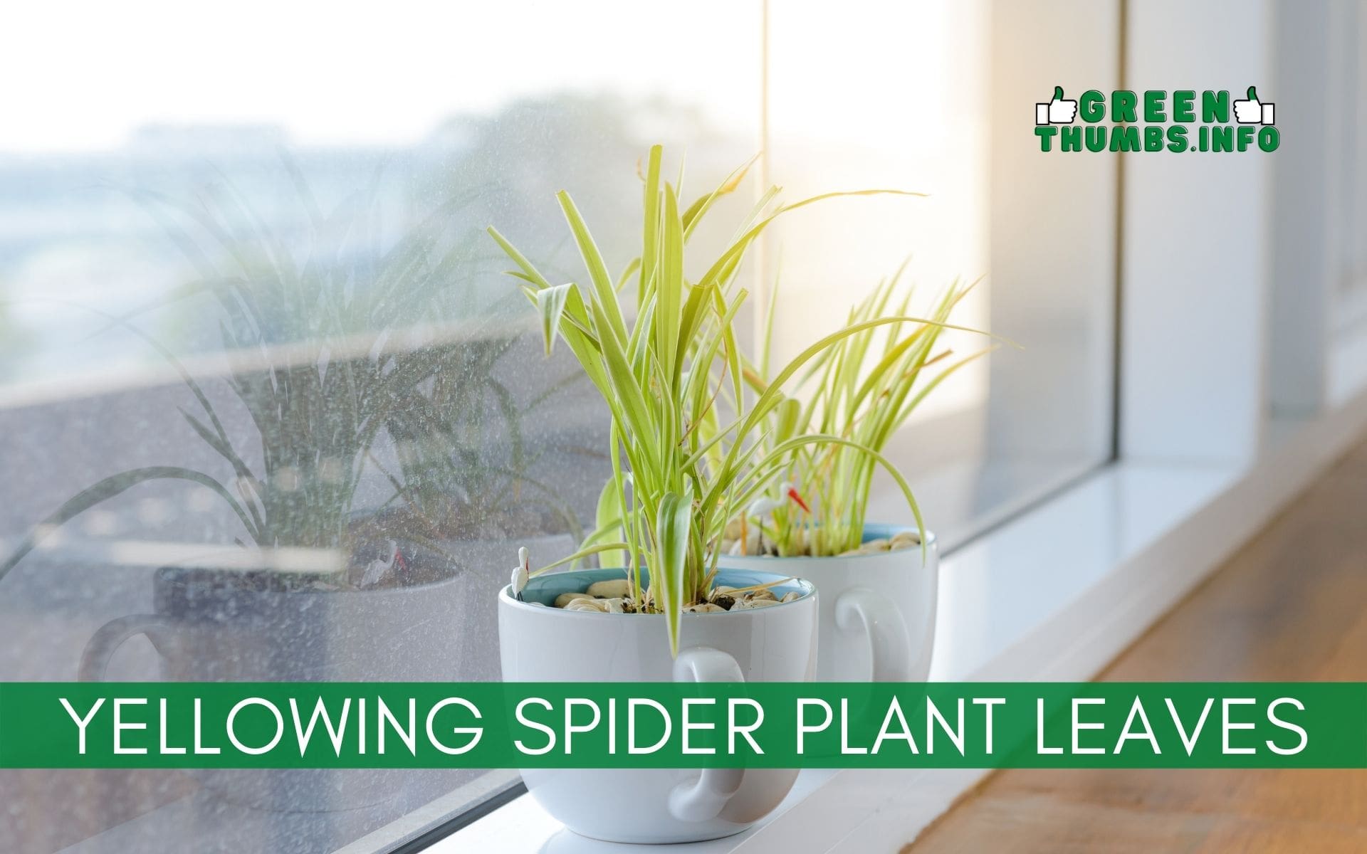 You are currently viewing 5 Reasons Why Your Spider Plant Is Turning Yellow (how to fix it!)