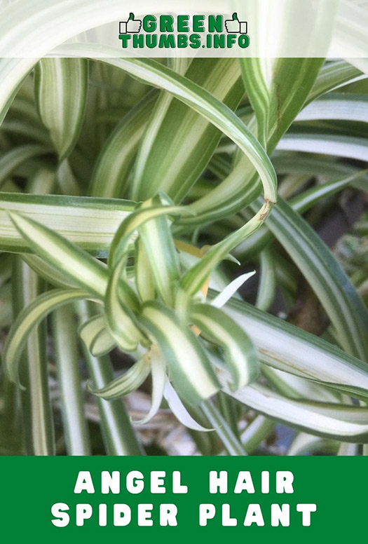 Close up of Angel hair spider plant leaves