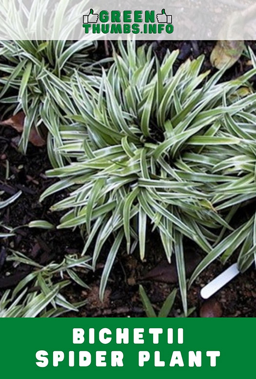 Group of Bichetii spider plants on the ground
