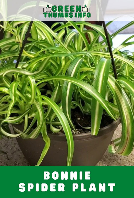 Bonnie spider plant in a hanging pot
