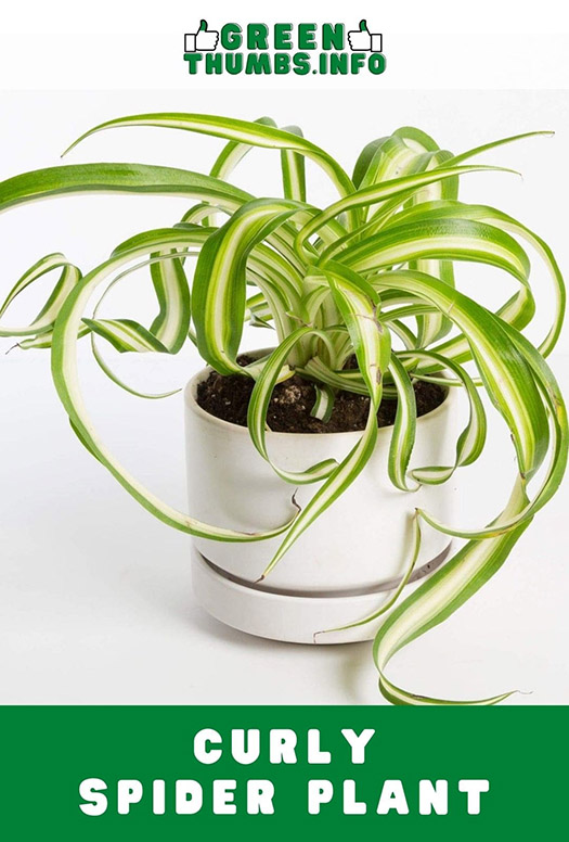 Long leaves of the Curly spider plant in a hanging pot