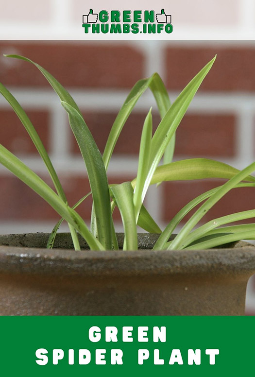 Small heirloom spider plant with green leaves 