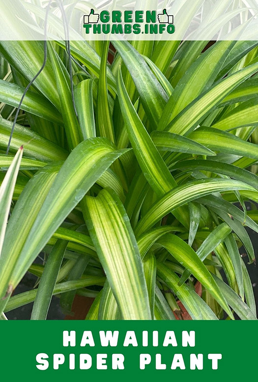 Close up of a Hawaiian spider plant with yellow leaves