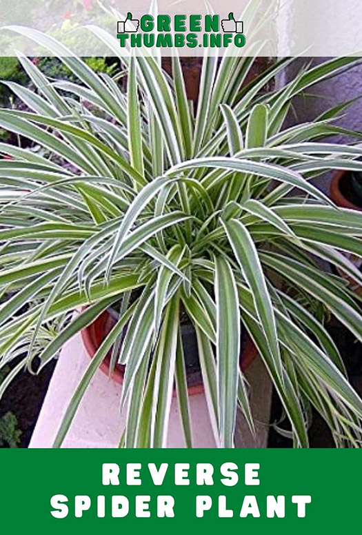close up of the leaves of a reverse spider plant
