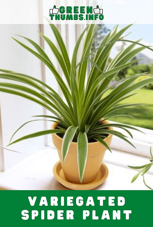 Variegated spider plant growing in a windowsill