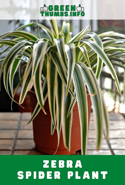 Zebra spider plant with long striped leaves