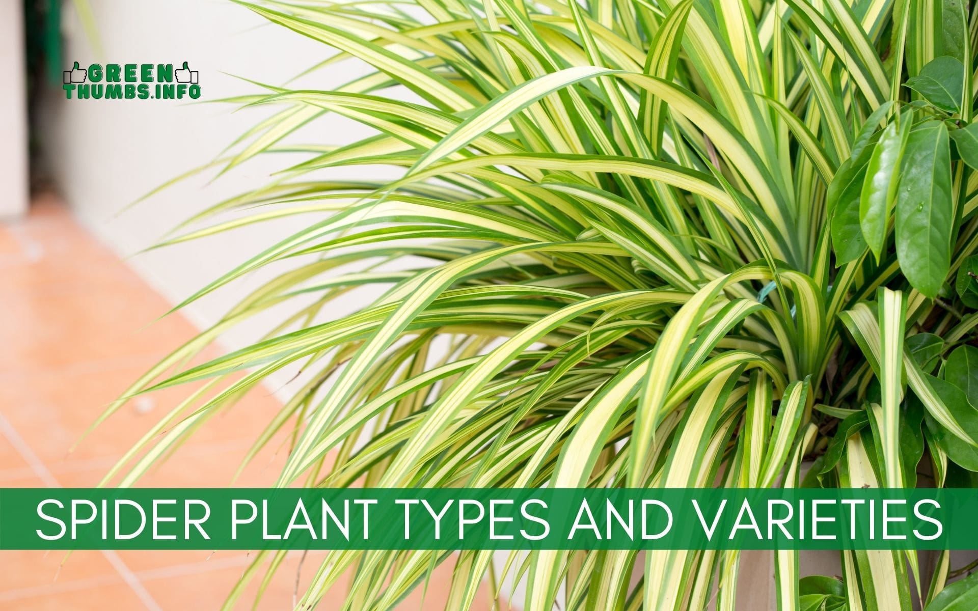 You are currently viewing 11 Spider Plant Types and Varieties (with pictures!)
