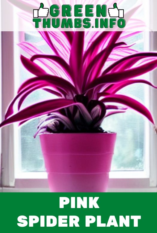 pink spider plant in a windowsill